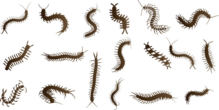centipedes Vector illustration set in various poses, perfect for educational, scientific, and design purposes. these centipedes are ideal for biology and entomology projects.