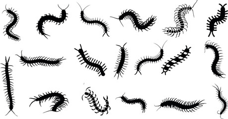 centipedes, millipedes, and worms vector illustration in various poses and sizes. Perfect for nature, wildlife, and garden themes. Great for graphic design, art, abstract, silhouette, drawing - obrazy, fototapety, plakaty