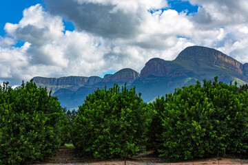 Large green trees at the foot of the mountain