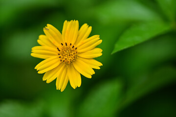 Yellow daisy, beautiful flower nature background concept and yellow flowers