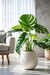 vertical image closeup of a house plant monstera in a light modern interior with an armchair