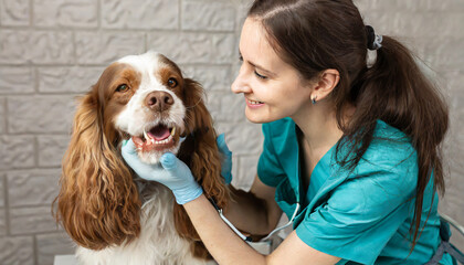  A veterinarian dentist examines the teeth of a spaniel dog close-up. Treatment of pets - obrazy, fototapety, plakaty