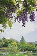 花、フジ、藤、Wisteria floribunda、ノダフジ、Japanese wisteria、神奈川、横須賀、日本、春、4月、藤棚、紫、ピンク、公園、青空、木、植物、咲く、つる、木、大きい、たくさん、
