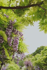 花、フジ、藤、Wisteria floribunda、ノダフジ、Japanese wisteria、神奈川、横須賀、日本、春、4月、藤棚、紫、ピンク、公園、青空、木、植物、咲く、つる、木、大きい、たくさん、
