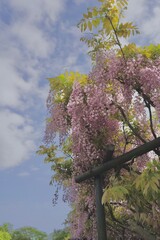 花、フジ、藤、Wisteria floribunda、ノダフジ、Japanese wisteria、神奈川、横須賀、日本、春、4月、藤棚、紫、ピンク、公園、青空、木、植物、咲く、つる、木、大きい、たくさん、
