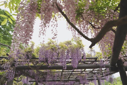 花、フジ、藤、Wisteria floribunda、ノダフジ、Japanese wisteria、神奈川、横須賀、日本、春、4月、藤棚、紫、ピンク、公園、青空、木、植物、咲く、つる、木、大きい、たくさん、

