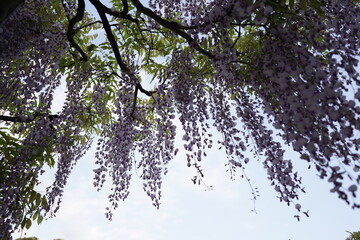 花、フジ、藤、Wisteria floribunda、ノダフジ、Japanese wisteria、神奈川、横須賀、日本、春、4月、藤棚、紫、ピンク、公園、青空、木、植物、咲く、つる、木、大きい、たくさん、
