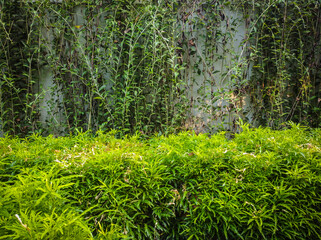 green tree leaves in the sunlight natural texture background.