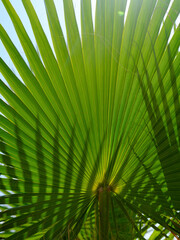 Fototapeta premium green palm tree leaves