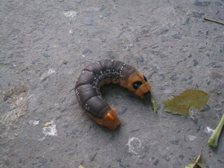Giant caterpillar