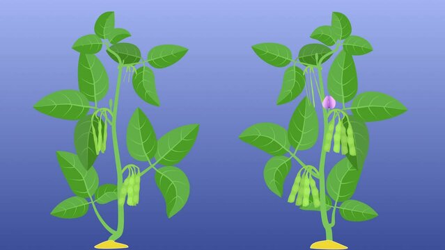 Soybean plant timelapse growing animation food beans (4K).
Animation of Soy bean plant growing like time lapse. VFX Composit this with included alpha matte.