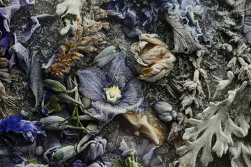 Frozen beautiful blue delphinium flower. blossomsin the ice cube