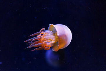 underwater photography of beautiful flame jellyfish rhopilema esculentum