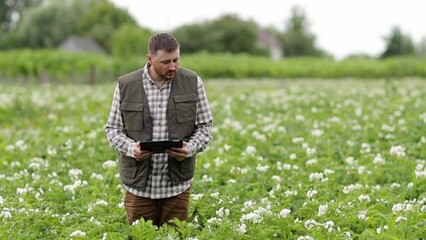 Farmer or agronomist uses digital tablet to analyse and check the growth and disease of the blooming plants in the potato field. Smart farming technology and agriculture business concept