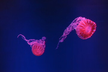 underwater shooting of beautiful jellyfish Chrysaora hysoscella