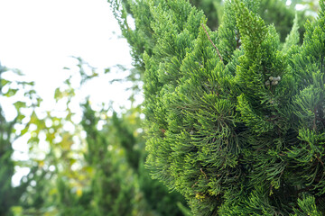 Green pine trees outdoors during the day