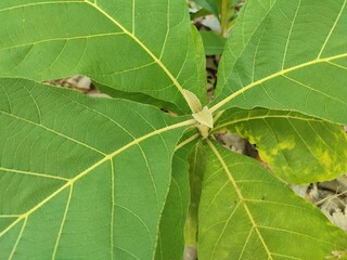 Tectona is a genus of tropical hardwood trees in the Lamiaceae family. The three species are often called teak.