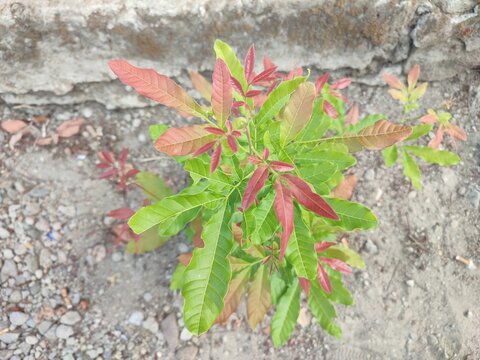 Kesambi or kosambi ( Schleichera oleosa ) is the name of a type of tree in dry areas belonging to the Sapindaceae tribe .