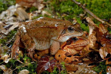 Grasfrosch (Rana temporaria) Pärchen im Amplexus // Grass frog couple 