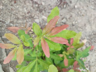Kesambi or kosambi ( Schleichera oleosa ) is the name of a type of tree in dry areas belonging to the Sapindaceae tribe .