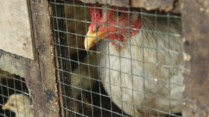 a chicken looking inside a cage, illustrating farm animal confinement