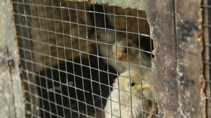 small chicks inside chicken coop