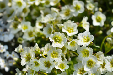 Mossy Saxifrage Pixie White flowers