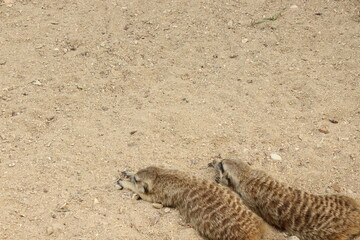 Meerkat sleeping on the sand ground
