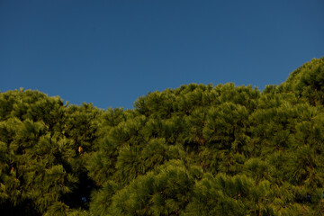 Fototapeta na wymiar pine trees and sky