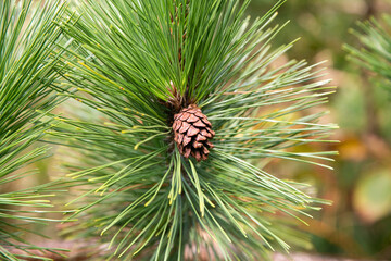 Japanese pine, is a pine tree native to coastal areas of Japan 