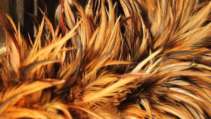 Brown Feather Duster Detail: Close-up shot