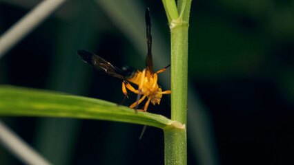 Details of a yellow wasp with blue wings perched on a grass. Joppa