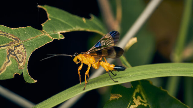 Details of a yellow wasp with blue wings perched on a grass. Joppa