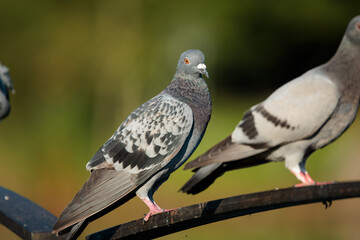 Rock dove (Columba livia)