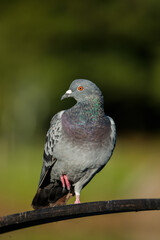 Rock dove (Columba livia)