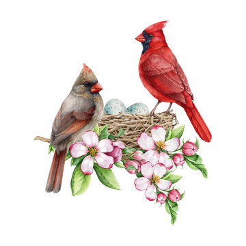 Couple of red cardinal birds on the nest with spring tender flowers. Watercolor illustration. Red cardinals on the nest with egg laying. Springtime cozy wildlife nature image. White background