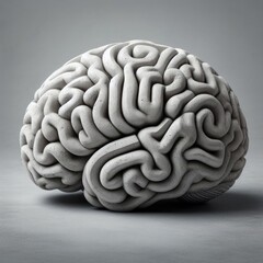 human brain anatomy model  on grey background