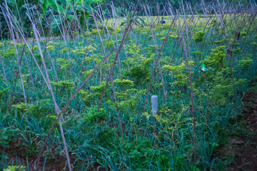 Rows of leeks (Allium ampeloprasum) growing in the garden.