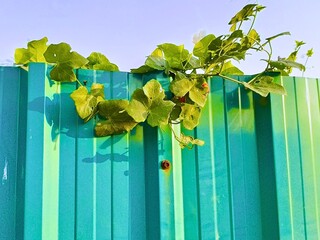 Ivy gourd vines hang on the edge of the fence and the evening sun shines through.