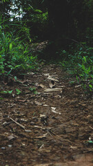 Footpath through Natural Forest