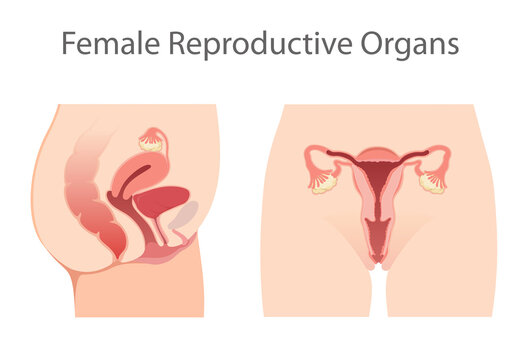 Illustration of Female Reproductive System
