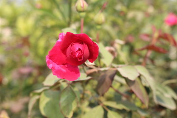 Obraz premium red rose in the garden