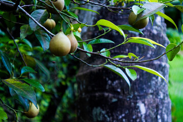 Nutmegs hanging on tree. Myristica or Myristica fragrans