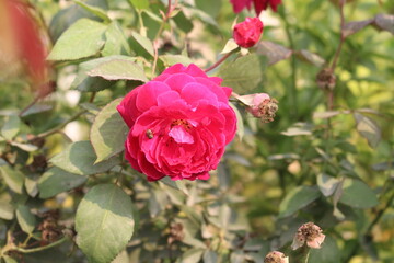 pink roses in garden