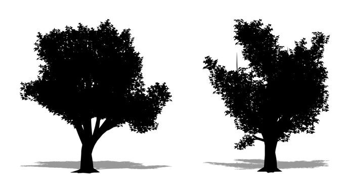 Set or collection of California Bukeye  trees as a black silhouette on white background. Concept or conceptual vector for nature, planet, ecology and conservation, strength, endurance and  beauty