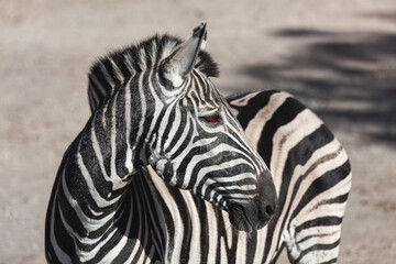 Fototapeta na wymiar Portrait of beautiful zebra . Zebra profile is highlighted against a natural backdrop