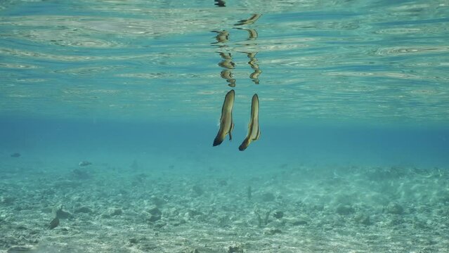 Two baby Bat fish swims in shallow water, Slow motion. Pair of juvenile Batfish (Platax orbicularis) swim in shallow water below surface of water reflecting off it on sunny day