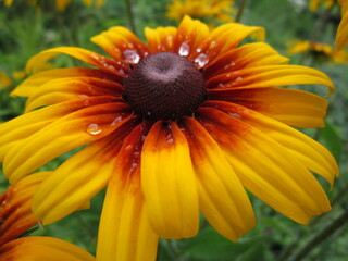 Water drop on the flower. Yellow flower. Rudbeckia flower.. Summer flower. Gardening
