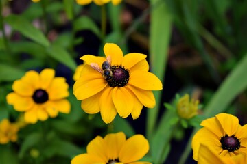 Rudbeckia Toto Gold. Beautiful yellow flower blooming in the summer. Summer flowers. Gardening. Bee on the flower
