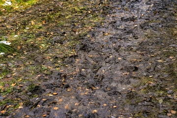 Autumn mud with water and yellow leaves. Shoe prints on rain-washed ground.
